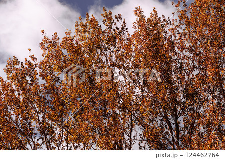Beautiful autumn landscape with yellow leaves of trees and blue sky on a sunny day Beautiful autumn landscape with yellow leaves of trees and blue sky on a sunny day 124462764