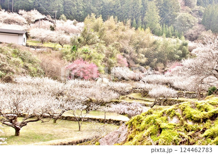 2025年 川売の梅花 6 2025年 川売の梅花 6 124462783