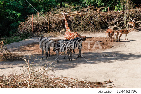 Giraffes and zebras are resting in a nature park 124462796