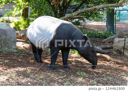 Exotic animal Tapir walking outdoors 124462800