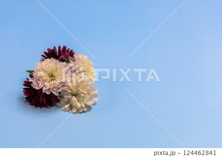 Aster flowers on a light blue background 124462841