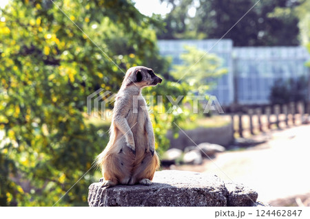 Meerkat or suricate sits on its hind legs and looks into the distance 124462847