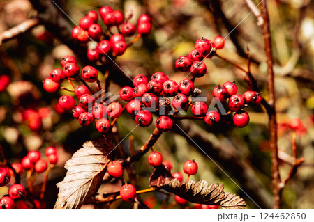 Red rowan berries on autumn tree Red rowan berries on autumn tree 124462850