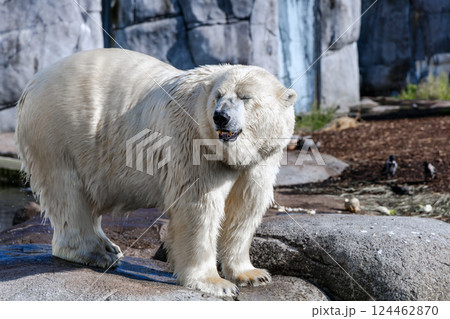 A large polar bear stands on rocks 124462870