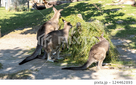 Kangaroo eats fresh grass in a feeder Kangaroo eats fresh grass in a feeder 124462893