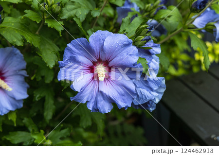 Beautiful hibiscus bush with blue flowers in the garden Beautiful hibiscus bush with blue flowers in the garden 124462918