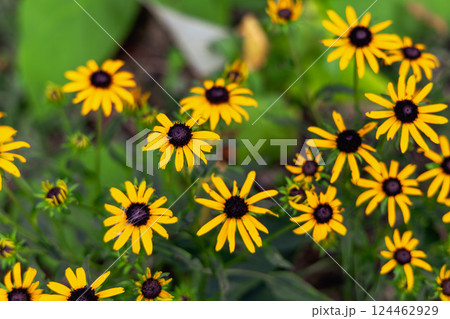 Beautiful bright background with yellow Spanish daisies Beautiful bright background with yellow Spanish daisies 124462929