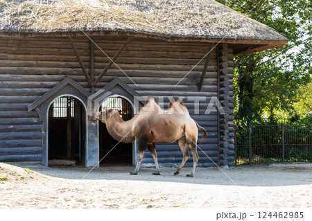 One two humped camel stands near its pen 124462985