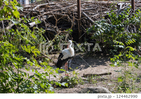 Stork bird in the forest or park 124462990