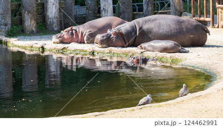 Two large hippos are resting by the pond 124462991