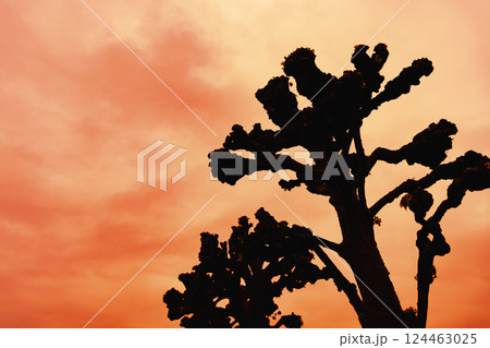 Background of dark silhouettes of trees against the sky. Background of dark silhouettes of trees against the sky. 124463025