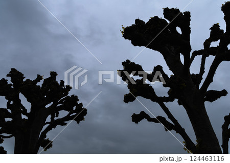 Background of dark silhouettes of trees against the sky. 124463116