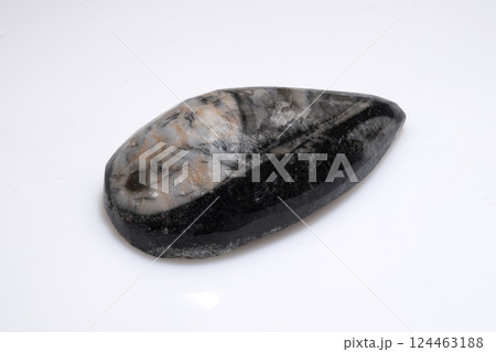 Polished Fossil Trilobite Specimen with Detailed Preservation on White Background Polished Fossil Trilobite Specimen with Detailed Preservation on White Background 124463188