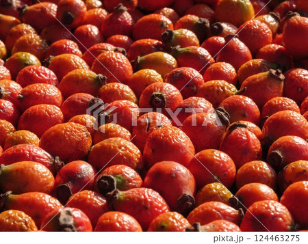 Vibrant rosehips displayed abundantly in a sunlit outdoor setting 124463275