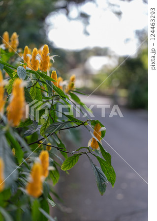 Yellow Pachystachys Flowers with Green Leaves in a Blurred Outdoor Background 124463293