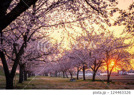 北浅羽桜堤公園 寒桜 朝焼け 北浅羽桜堤公園 寒桜 朝焼け 124463326