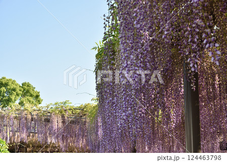 津島天王川公園 藤棚のフジ(愛知県津島市) 津島天王川公園 藤棚のフジ(愛知県津島市) 124463798