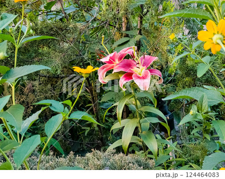 A pink flower Lilium longiflorum surrounded by lush green leaves in a garden A pink flower Lilium longiflorum surrounded by lush green leaves in a garden 124464083
