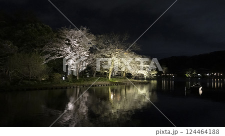 横浜市の桜の名所の三渓園の夜桜 124464188