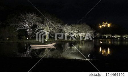 横浜市の桜の名所の三渓園の夜桜 124464192