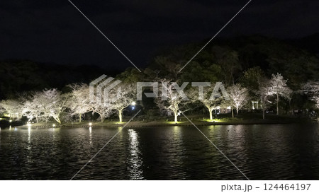 横浜市の桜の名所の三渓園の夜桜 124464197
