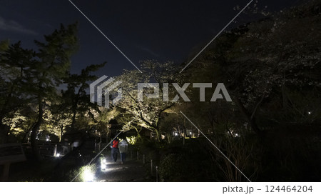 横浜市の桜の名所の三渓園の夜桜 124464204