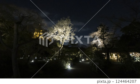 横浜市の桜の名所の三渓園の夜桜 横浜市の桜の名所の三渓園の夜桜 124464207