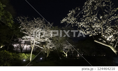 横浜市の桜の名所の三渓園の夜桜 横浜市の桜の名所の三渓園の夜桜 124464210