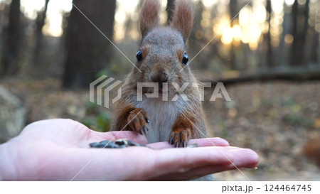 Cute rodent eating food from hand of young girl at forest. Wild fluffy squirrel taking sunflower seeds from female arm and gnawing it. Woman feeding hungry small sciurus against sunset at background 124464745