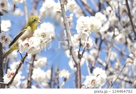 白い梅の木に留まるメジロ 124464782