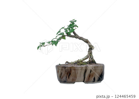 Free orm Dwarf cherry inprocess for bonsai on white backround 124465459