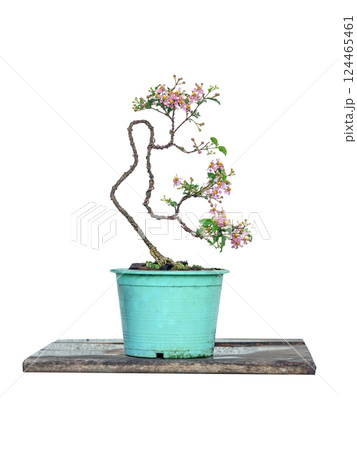 Free orm Dwarf cherry bonsai on white background Free orm Dwarf cherry bonsai on white background 124465461