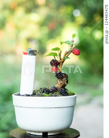 Small mulberry bonsai produces beautiful fruits comparable in size to a cigarette lighter 124465478