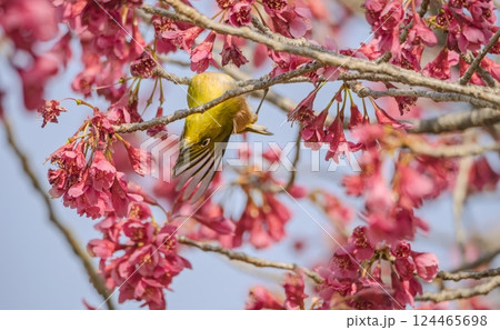 寒緋桜で踊るメジロ 124465698