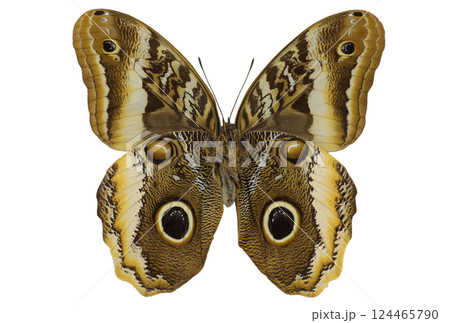The owl butterfly Caligo atreus rests with its wings spread wide, showcasing intricate patterns and eye spots. This fascinating butterfly is found in tropical regions, embodying nature's beauty. 124465790