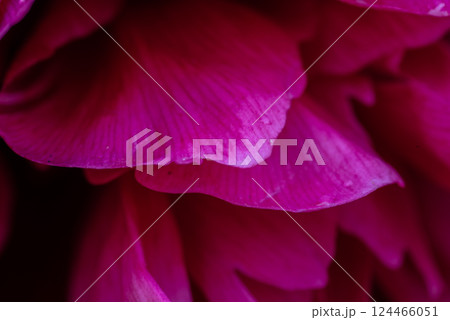 The peony or paeony. pink flowers in garden. The peony or paeony. pink flowers in garden. 124466051