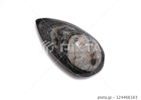 Natural Polished Fossil Trilobite Specimen Exhibiting Detailed Ancient Marine Arthropod Structure and Calcified Patterns Natural Polished Fossil Trilobite Specimen Exhibiting Detailed Ancient Marine Arthropod Structure and Calcified Patterns 124466163