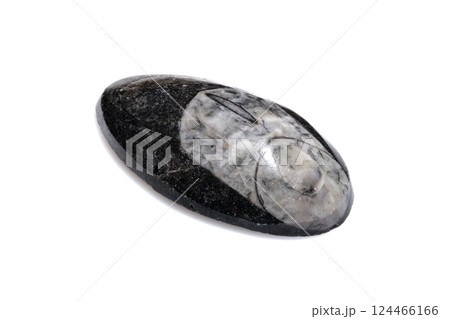 Authentic Natural Trilobite Fossil Embedded in Polished Oval Shaped Stone isolated on White Background Authentic Natural Trilobite Fossil Embedded in Polished Oval Shaped Stone isolated on White Background 124466166