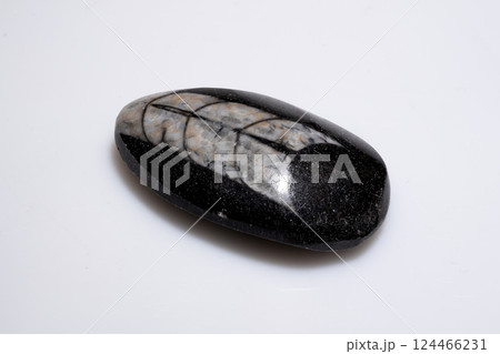 Polished Natural Trilobite Fossil Embedded in Dark Stone with White Patterns Polished Natural Trilobite Fossil Embedded in Dark Stone with White Patterns 124466231
