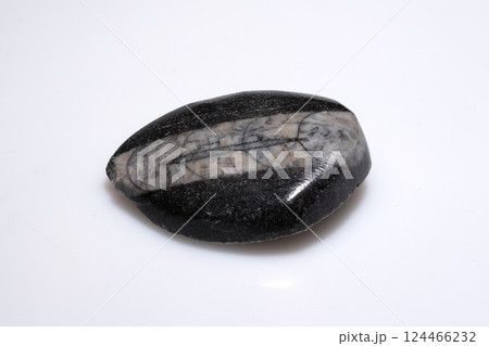Polished Natural Trilobite Fossil Showing Clear Segmented Structure in Contrasting Stone Matrix on White Background 124466232
