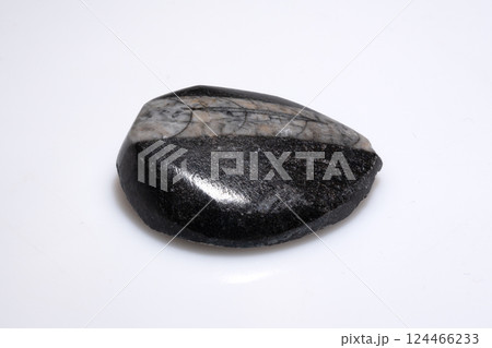 Natural Polished Fossil Stone Trilobite Specimen on White Background Natural Polished Fossil Stone Trilobite Specimen on White Background 124466233