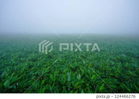 濃霧に覆われる以東岳の笹原 124466276