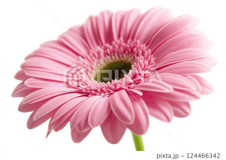 Close-up of a bright pink gerbera daisy with detailed center and soft petals 124466342