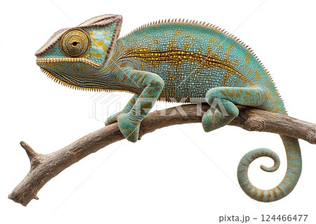 Chameleon on a branch, isolated on white background Chameleon on a branch, isolated on white background 124466477