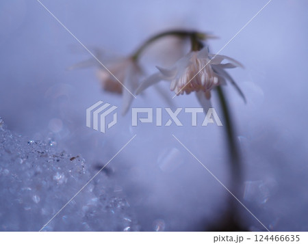 雪の中で咲こうとしているキクバオウレン(20250321101846) 雪の中で咲こうとしているキクバオウレン(20250321101846) 124466635