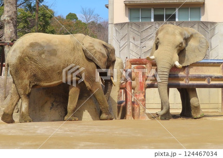 マルミミゾウとサバンナゾウ マルミミゾウとサバンナゾウ 124467034
