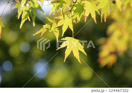爽やか　枝葉　輝くカエデ 124467102