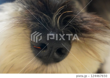 犬の鼻 犬の鼻 124467650
