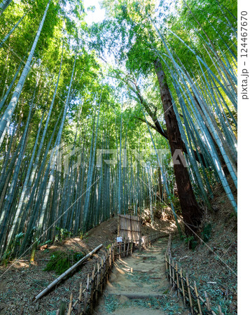 江戸時代から変わらない竹林に囲まれたサムライの古径　ヒヨドリ坂の厳かな景色 124467670
