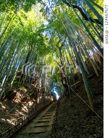 江戸時代から変わらない竹林に囲まれたサムライの古径　ヒヨドリ坂の厳かな景色 124467677
